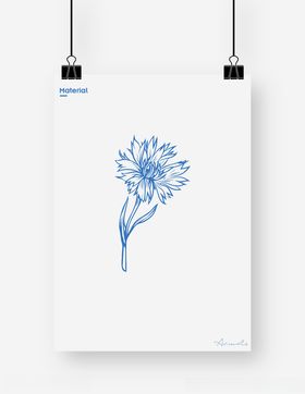 野菊花