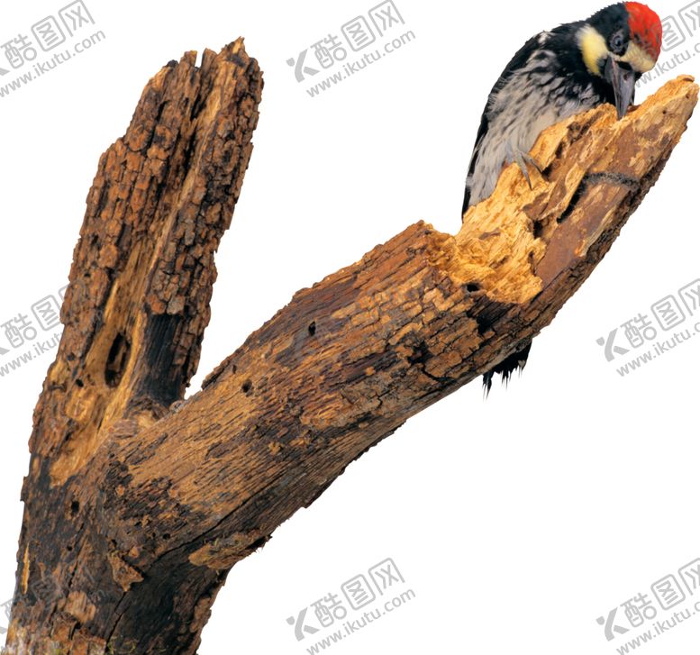 编号：79464709252126574124【酷图网】源文件下载-枯树枝上的鹦鹉