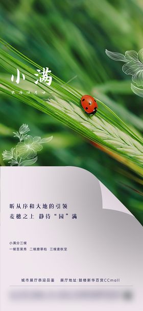 24节气麦子小满海报