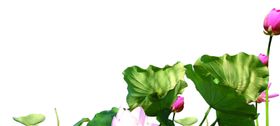 荷花素材