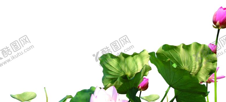 编号：87979107071427065077【酷图网】源文件下载-荷花素材