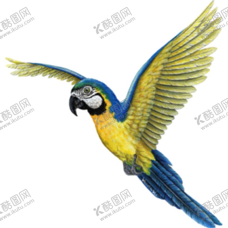 编号：88779010260010019322【酷图网】源文件下载-小鸟野生动物动物宠物温
