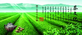 茶山文化叶