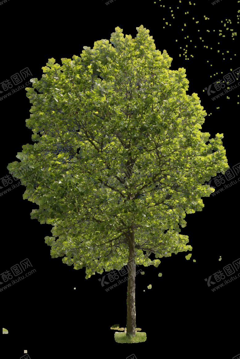 编号：12648810192136421494【酷图网】源文件下载-植物元素树木大树