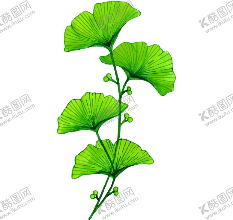 编号：63657209281322311981【酷图网】源文件下载-秋天银杏叶