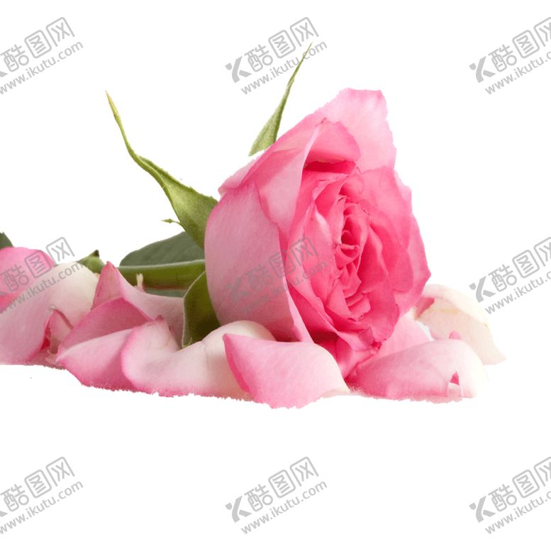 编号：81946009191927159259【酷图网】源文件下载-手绘植物花卉