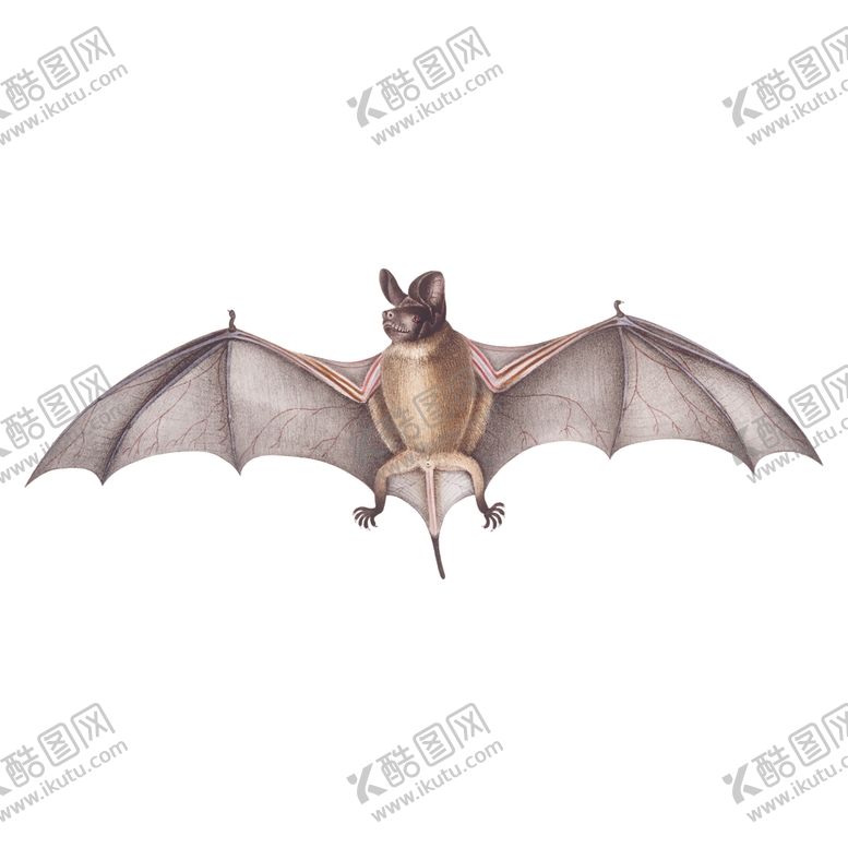 编号：47537710050327422587【酷图网】源文件下载-蝙蝠手绘蝙蝠插画手绘插画