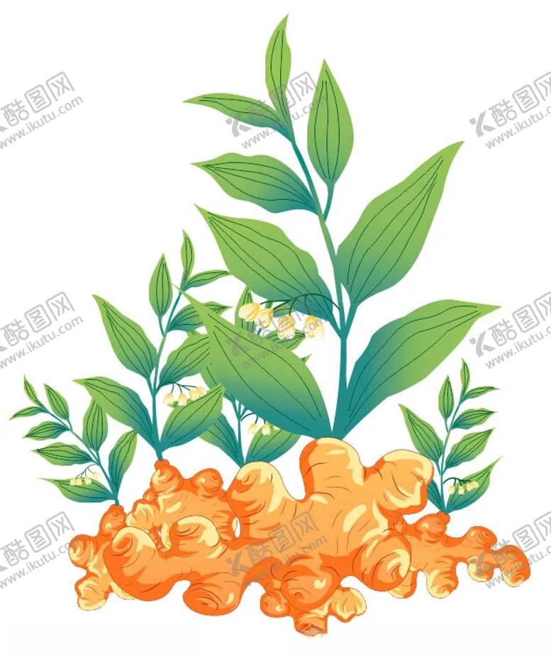 编号：33479901301735299123【酷图网】源文件下载-黄精
