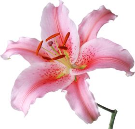 百合花