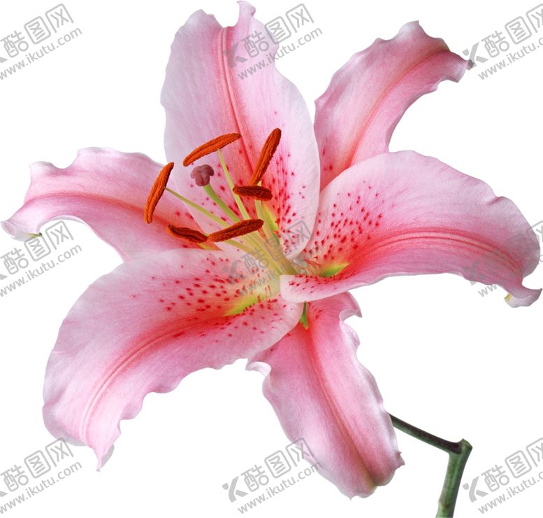 编号：47484505100812433939【酷图网】源文件下载-百合花