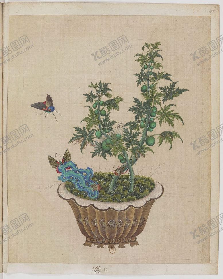 编号：65403803271146379990【酷图网】源文件下载-盆景花鸟