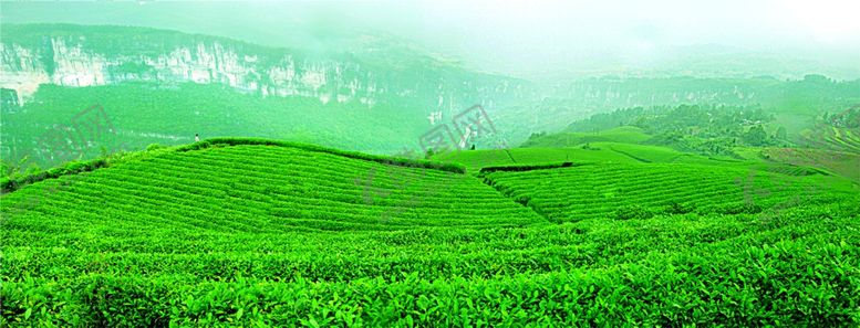 编号：62268809241337393844【酷图网】源文件下载-茶园