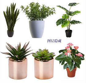 盆栽植物