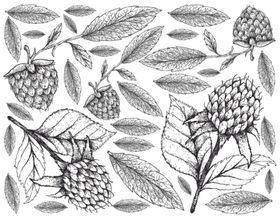 线描植物