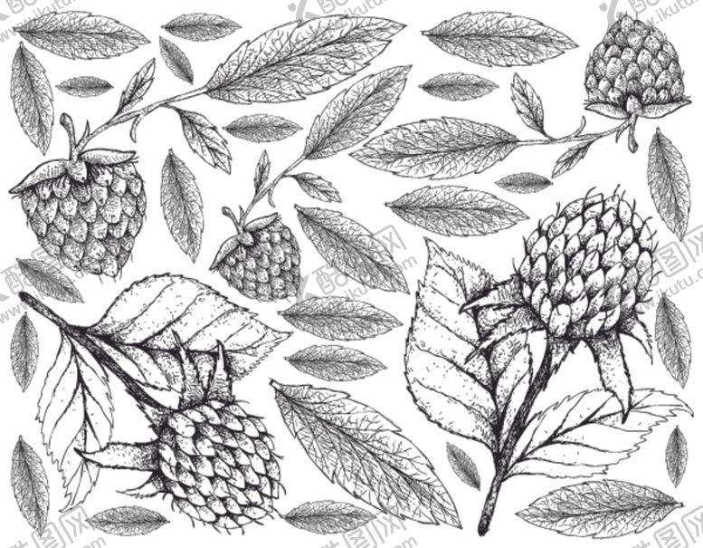 编号：42748306290128047721【酷图网】源文件下载-线描植物