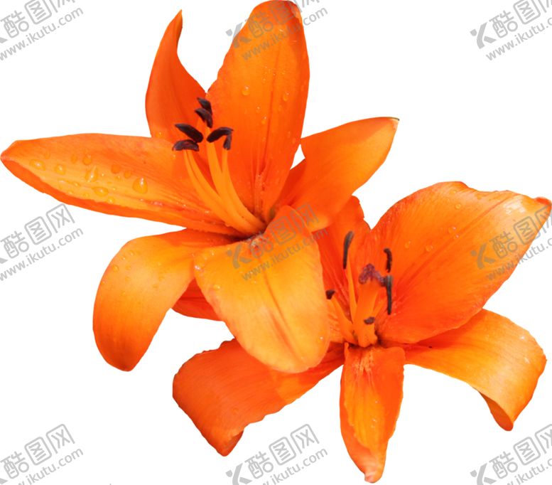 编号：99075609231605278025【酷图网】源文件下载-百合