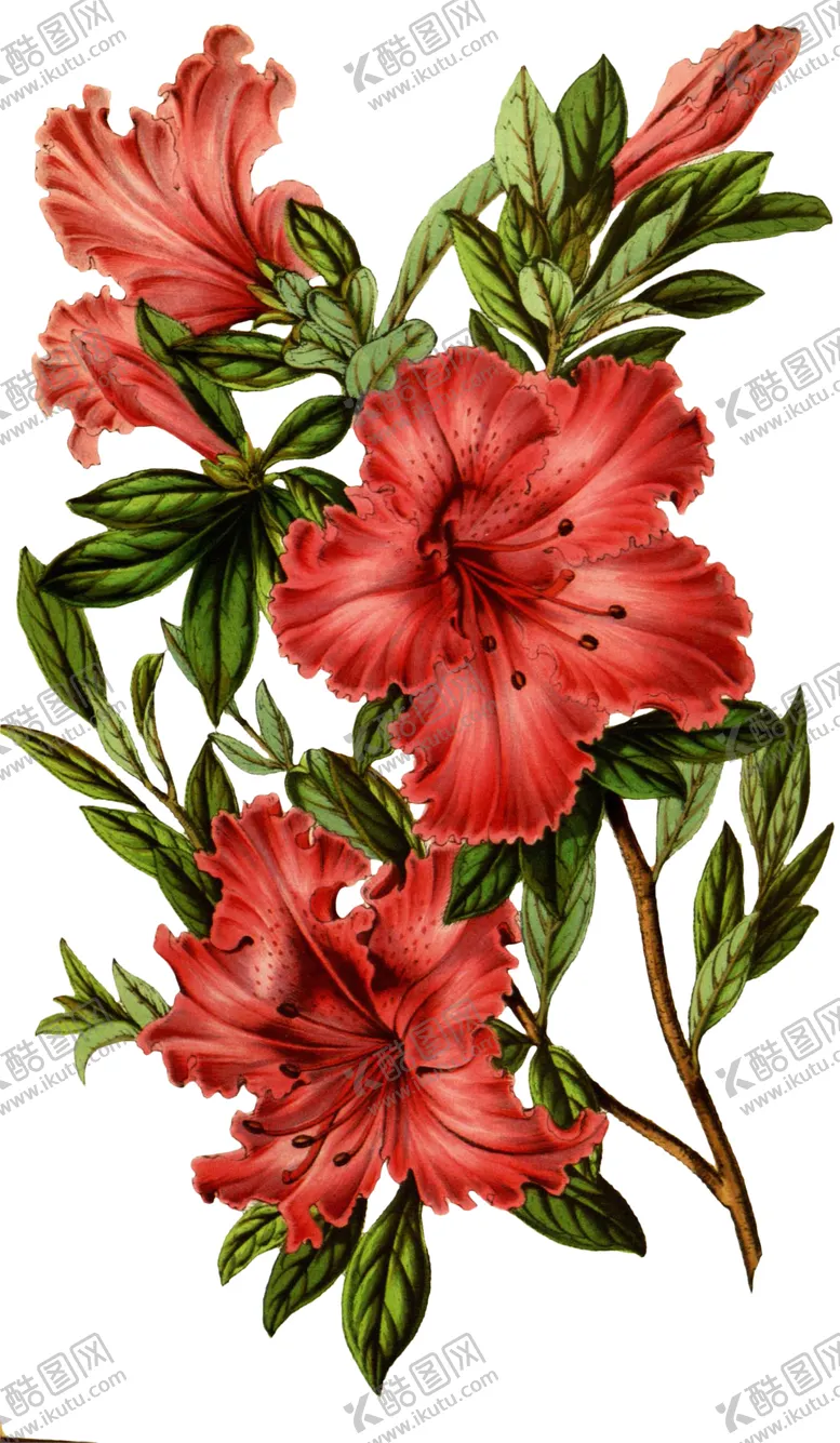 编号：38293506260259338548【酷图网】源文件下载-复古花朵植物图案