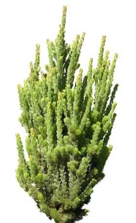 免扣针叶类植物