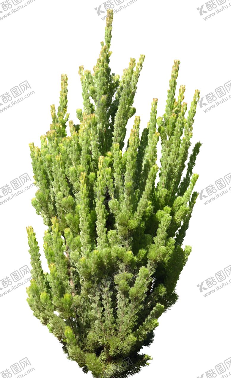 编号：27676807022023338127【酷图网】源文件下载-免扣针叶类植物