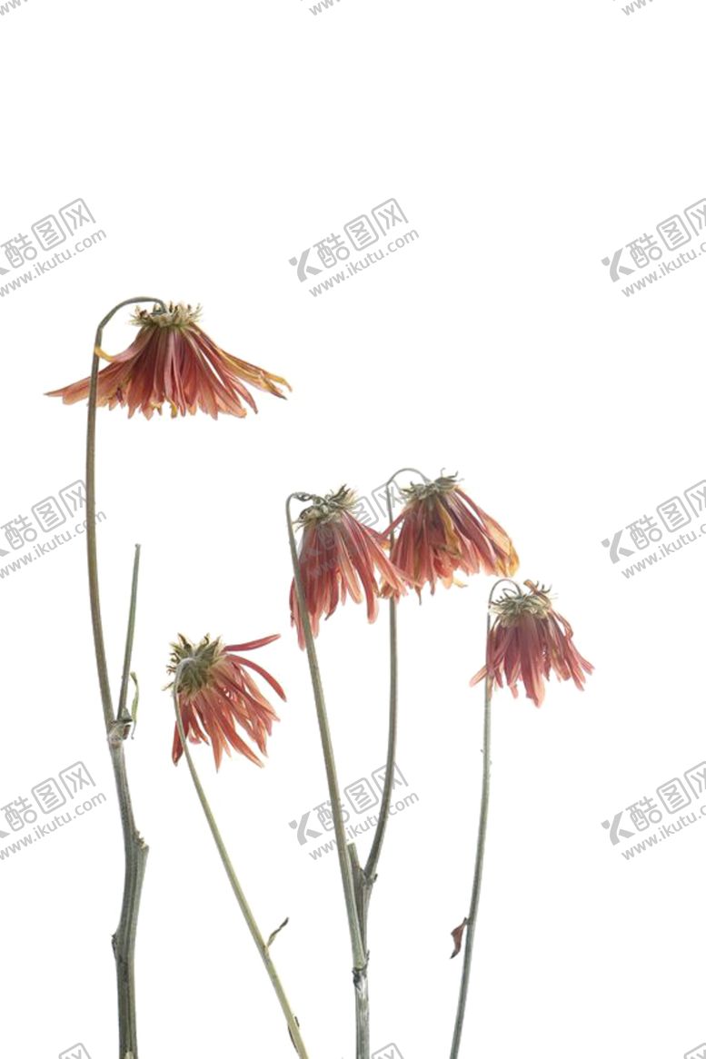 编号：69857907130837377229【酷图网】源文件下载-免抠背景干花枯花