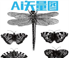 蝴蝶蜻蜓