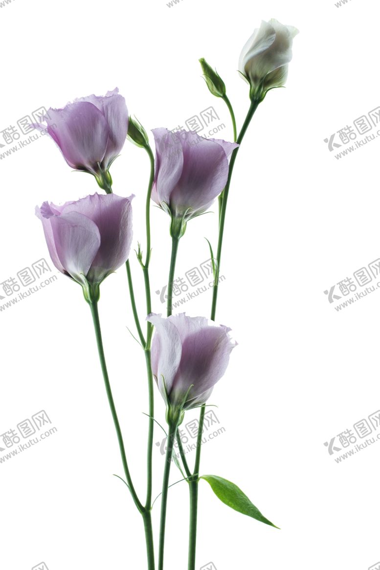 编号：85917410011019133920【酷图网】源文件下载-花