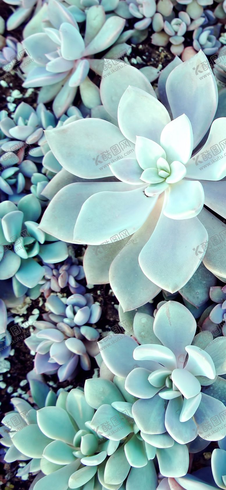 编号：18921010121104475251【酷图网】源文件下载-手机壁纸