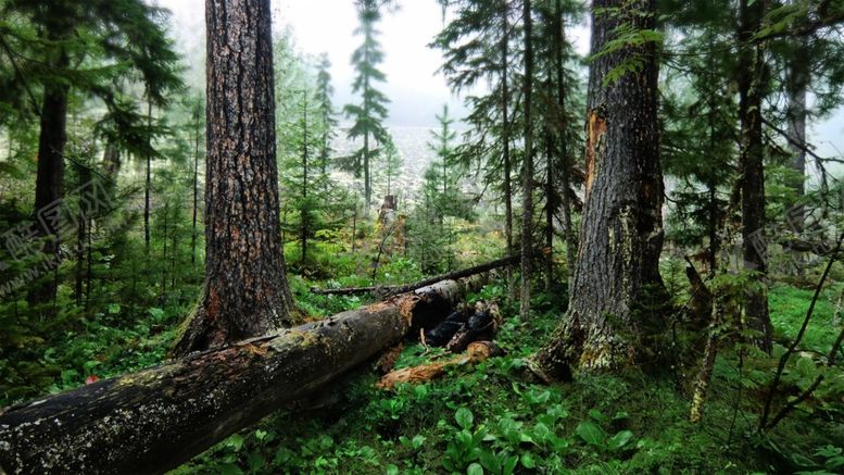 编号：38607910132048552739【酷图网】源文件下载-森林