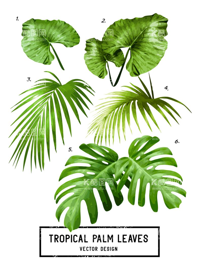编号：60128111131229431025【酷图网】源文件下载-热带树叶