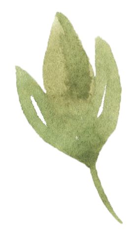 手绘植物花卉