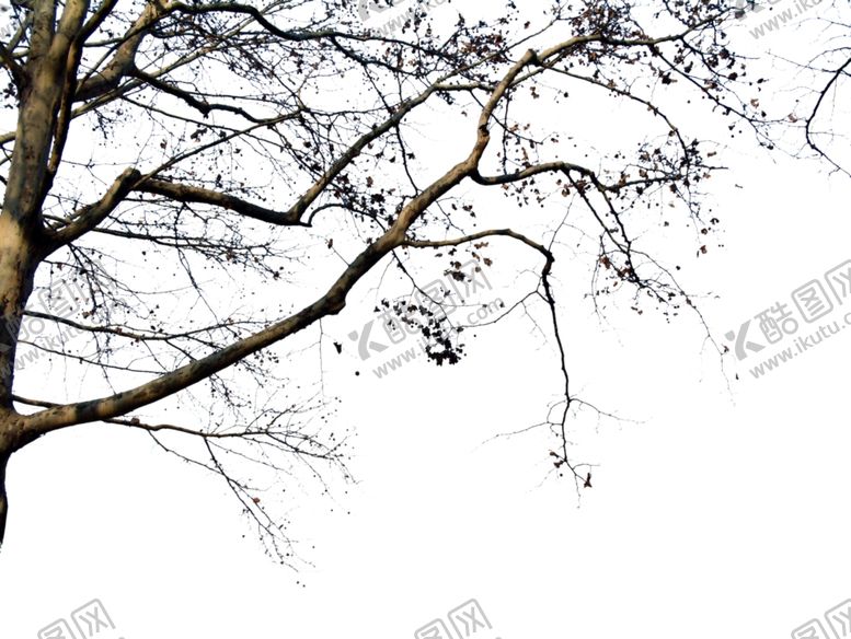 编号：54797509170617575197【酷图网】源文件下载-前景树干支