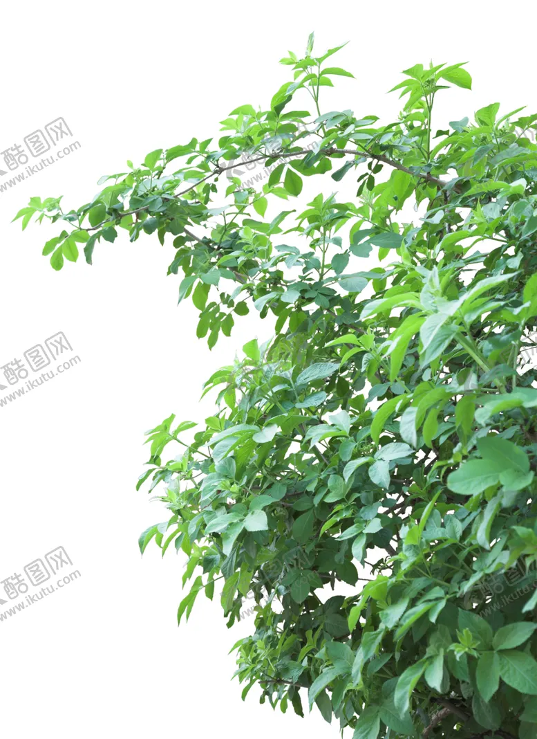 编号：32758901270619235524【酷图网】源文件下载-手绘花卉