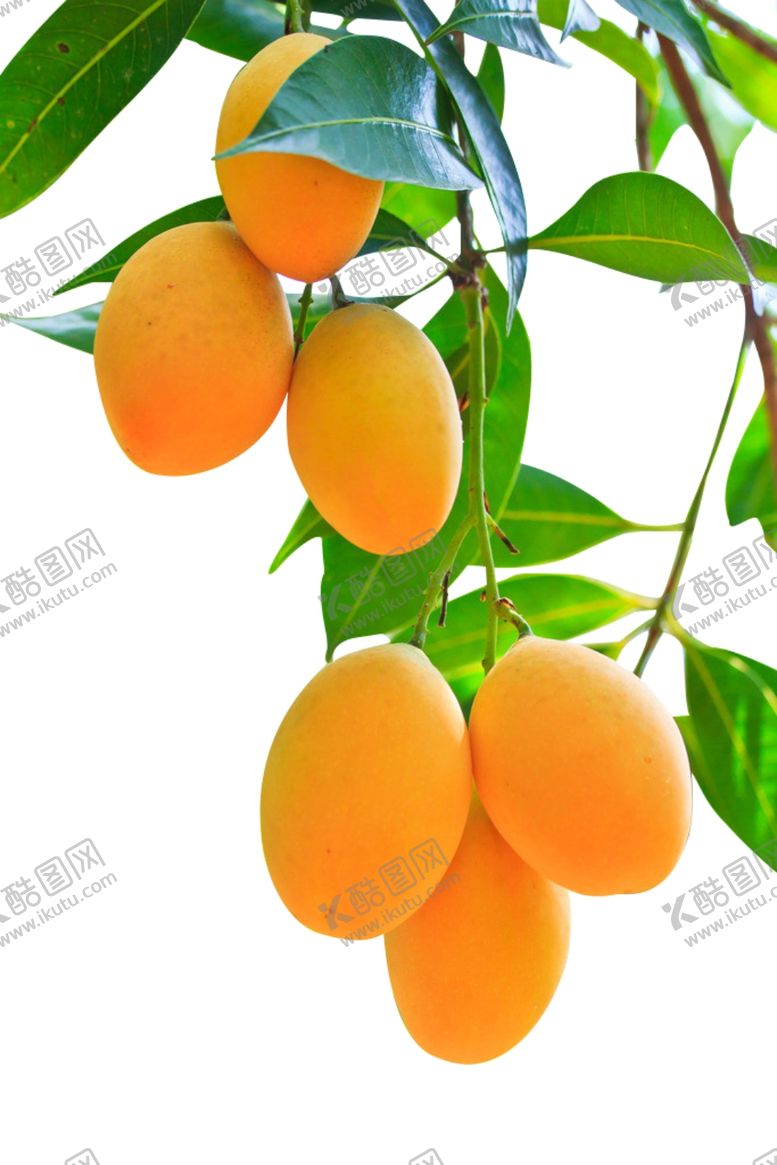 编号：28465709192201552666【酷图网】源文件下载-芒果