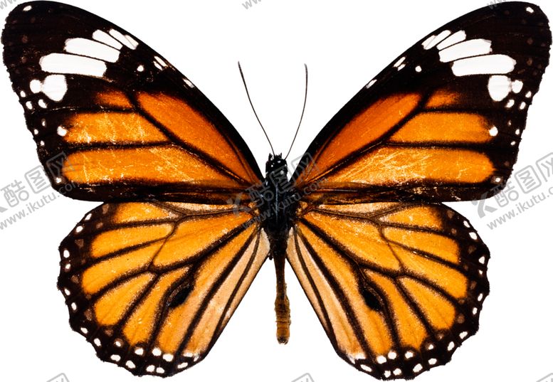 编号：83615109291205432520【酷图网】源文件下载-精美蝴蝶图案