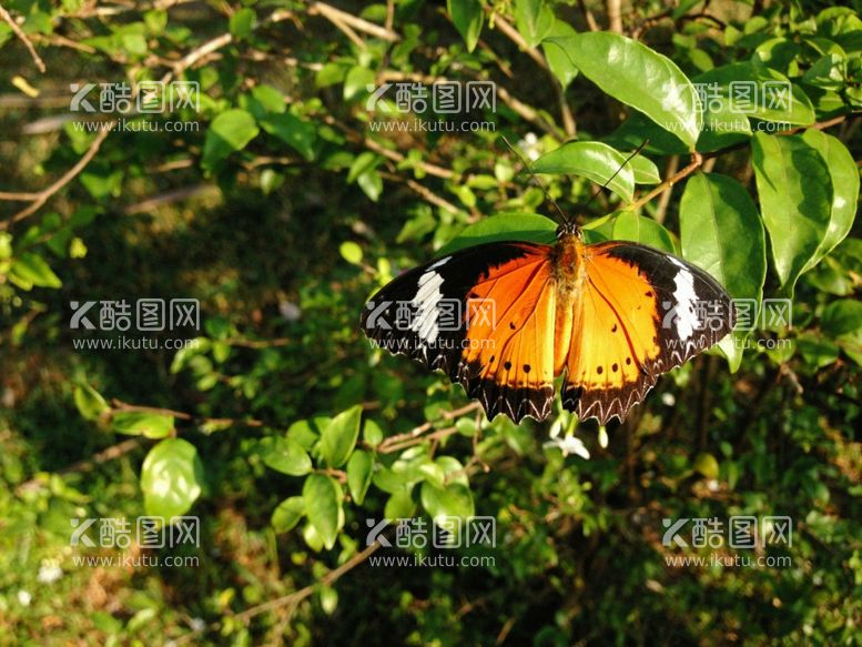 编号：36968212142120246382【酷图网】源文件下载-蝴蝶