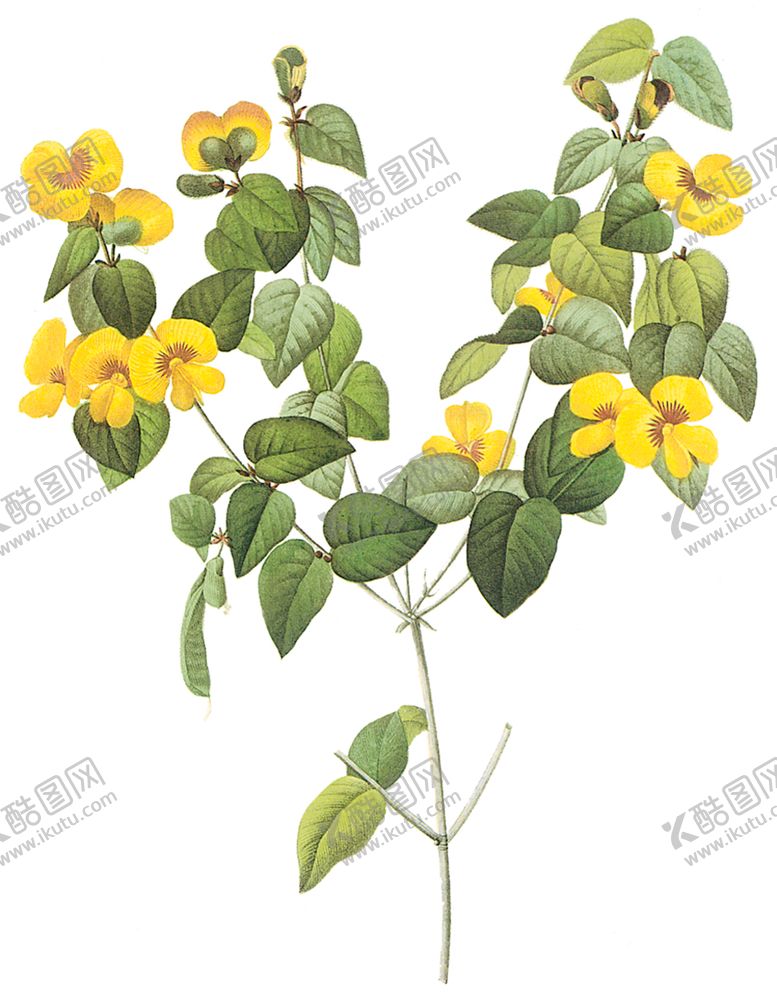 编号：54928406290746396108【酷图网】源文件下载-植物花卉油画装饰画