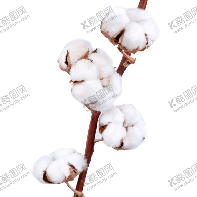 编号：58412609190301081458【酷图网】源文件下载-棉花树枝