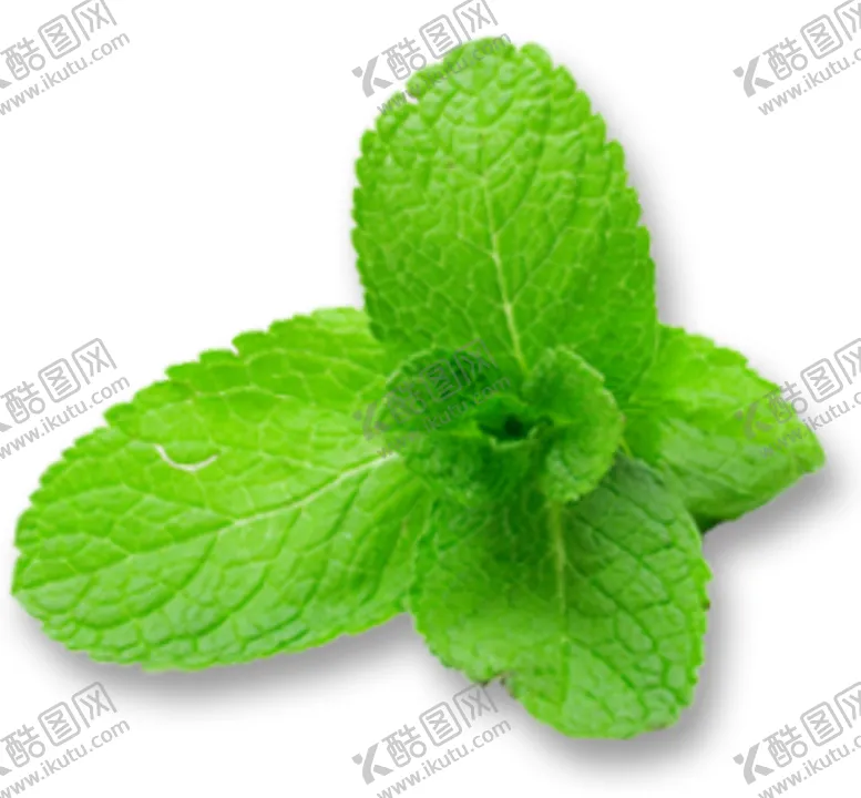 编号：27090706261818077850【酷图网】源文件下载-欧薄荷精油