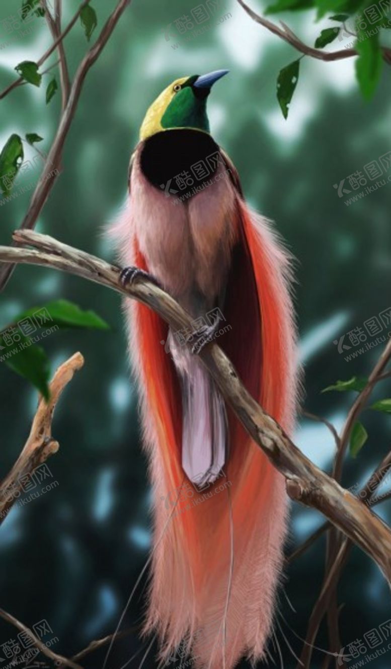 编号：59508310171512165524【酷图网】源文件下载-鸟摄影小鸟红色小鸟摄影