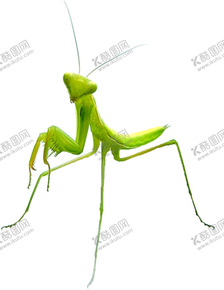 编号：67881804170742347005【酷图网】源文件下载-螳螂