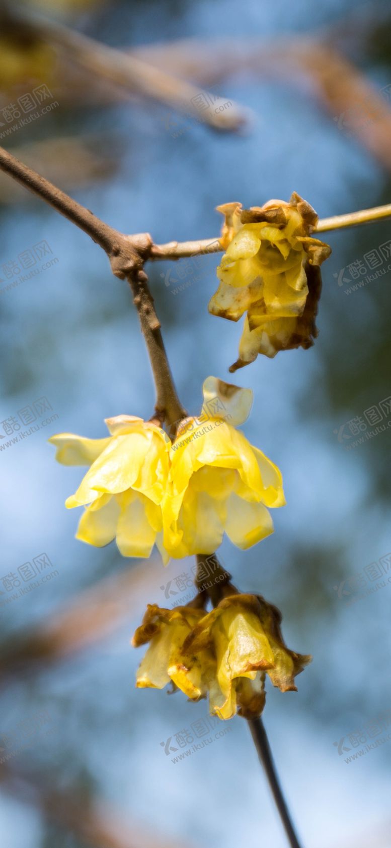 编号：49216910080904101735【酷图网】源文件下载-手机壁纸