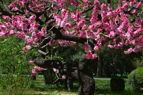 碧桃花