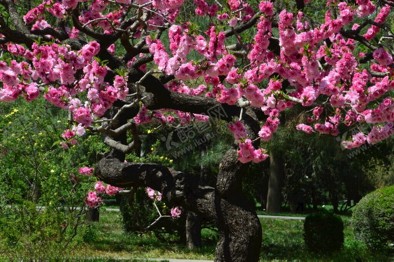 编号：88937405101651178404【酷图网】源文件下载-碧桃花