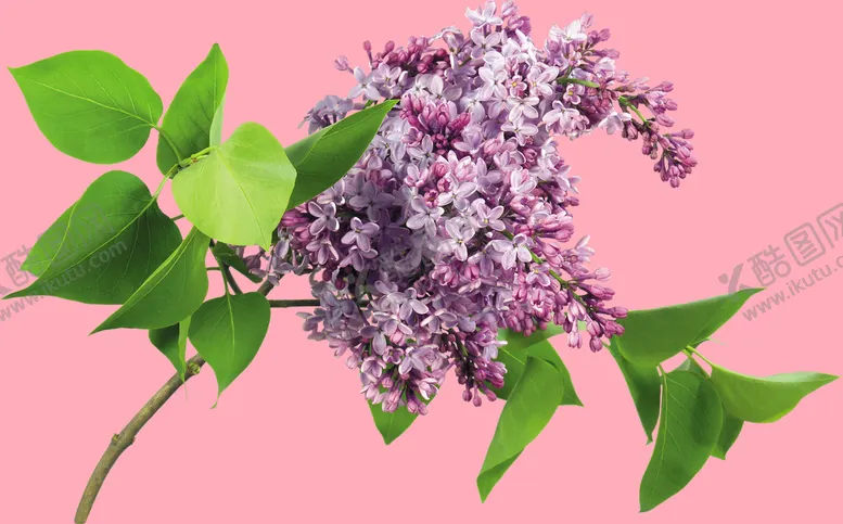 编号：33869010212049308137【酷图网】源文件下载-丁香花