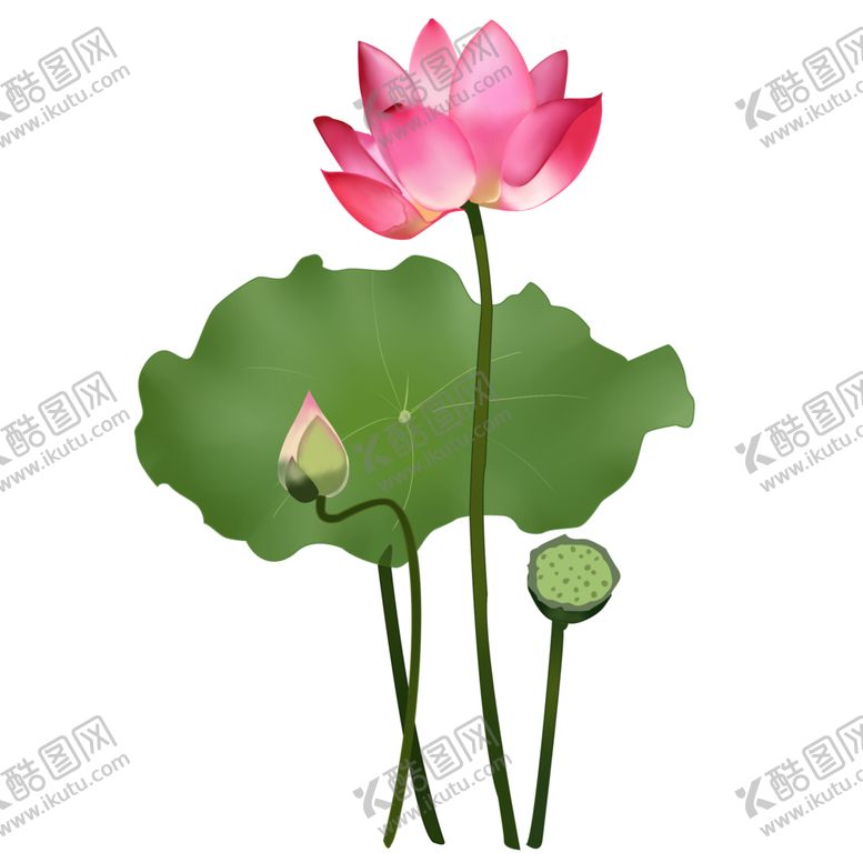 编号：85324906250708252316【酷图网】源文件下载-荷花元素