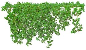 园林植物