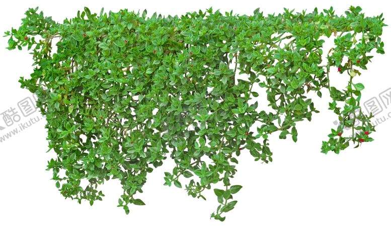 编号：45502310020229506683【酷图网】源文件下载-园林植物