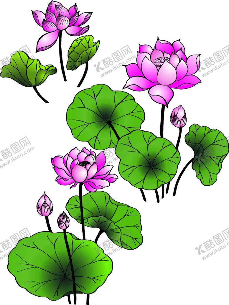 编号：73545501270239374417【酷图网】源文件下载-荷花
