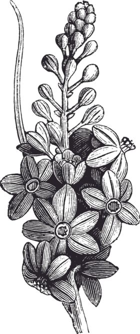 花类线描植物图 