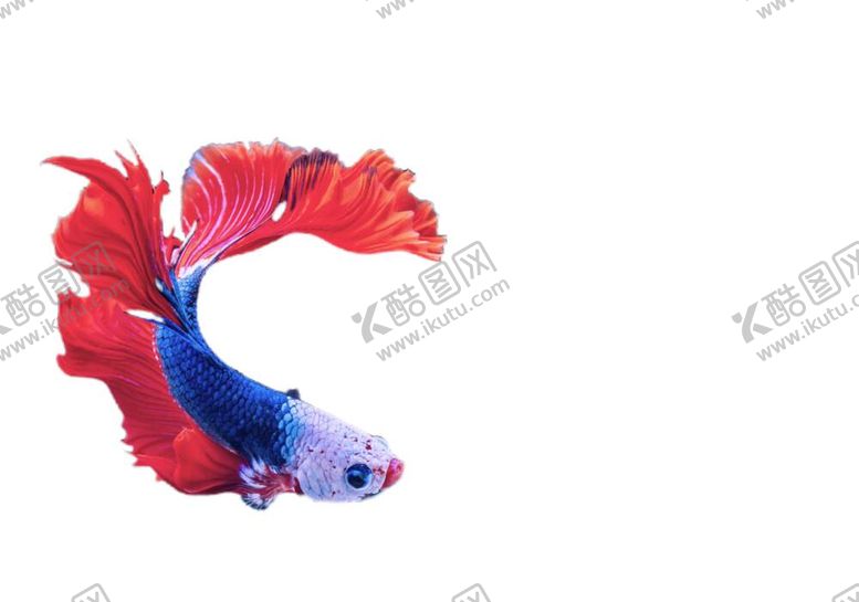 编号：95516311252357314777【酷图网】源文件下载-动物素材